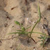 Iphigenia indica (L.) A.Gray ex Kunth